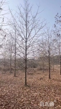 15公分娜塔栎