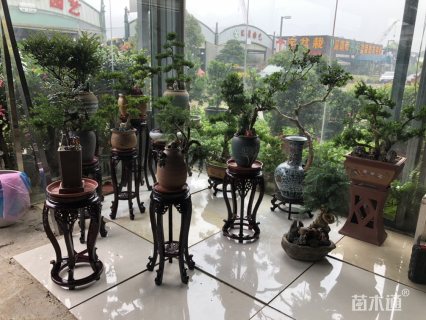 冠幅50厘米瓜子黄杨球