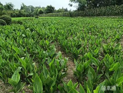 高度100厘米青叶美人蕉