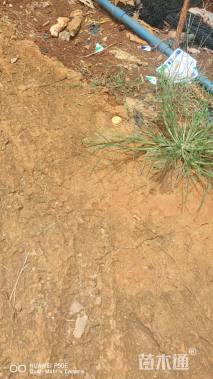 高度400厘米紫荆