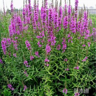 高度70厘米千屈菜