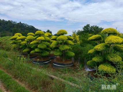 22公分造型亮晶女贞