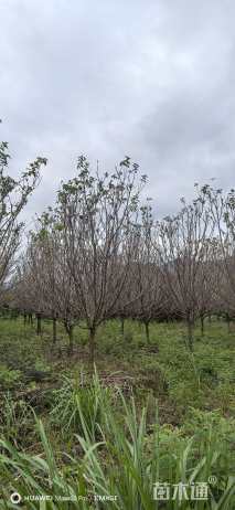 11公分香水樱花