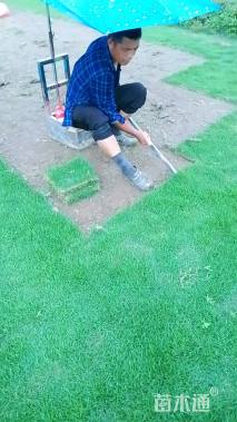 草卷状马尼拉草