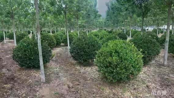 冠幅100厘米卫矛球