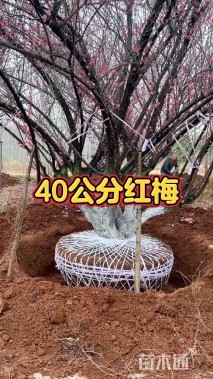 40公分红梅