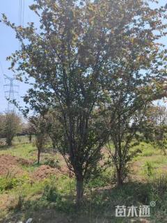 15公分加拿大红樱