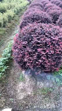 冠幅120厘米红花继木球