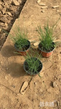 高度20厘米粉黛乱子草