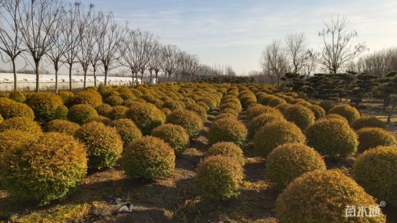 冠幅180厘米亮晶女贞球
