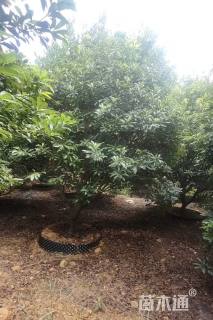 10公分东魁杨梅