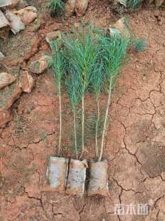 高度15厘米华山松