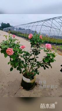 高度60厘米大花月季