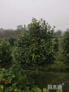 高度200厘米茶花