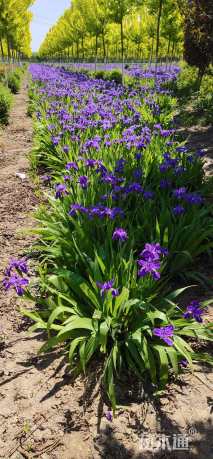 高度30厘米鸢尾