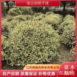 高度120厘米甘松