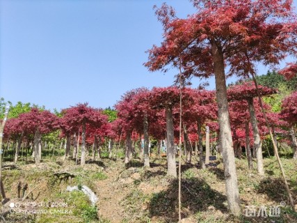 高度300厘米羽毛枫