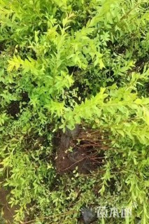 高度30厘米喷雪花