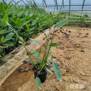 高度70厘米再力花