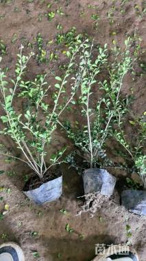 高度30厘米龟甲冬青