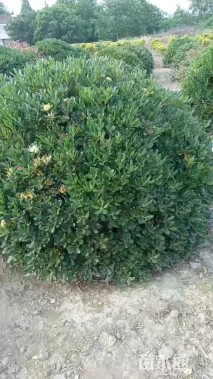 冠幅200厘米海桐球