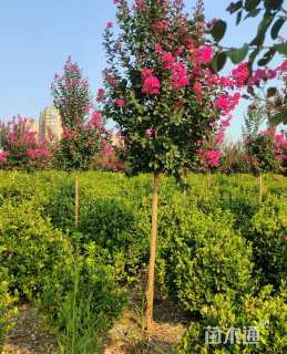 高度250厘米天鹅绒紫薇