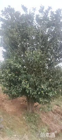 34公分柚子树