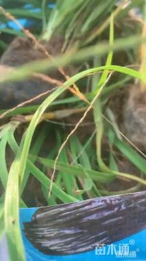 高度30厘米大花萱草