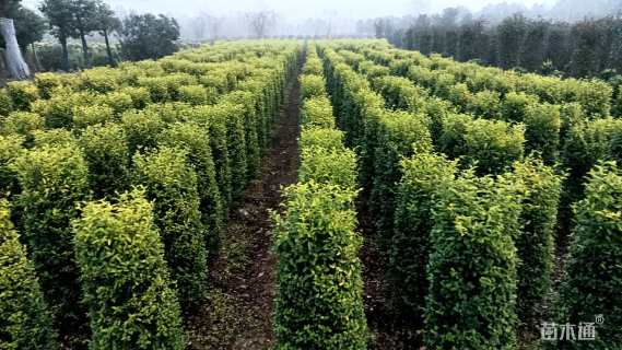 高度120厘米金冠女贞