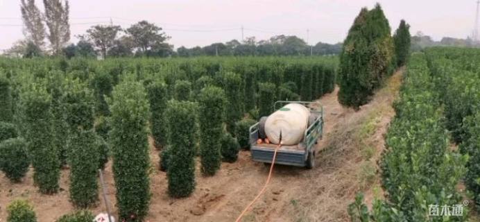 高度250厘米大叶黄杨柱