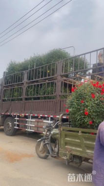 冠幅100厘米月季花球