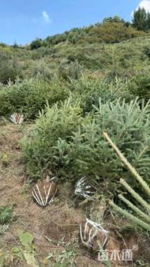 高度140厘米云杉