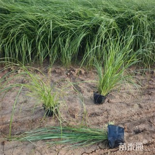 高度100厘米金红羽狼尾草