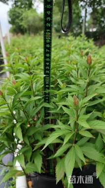 高度30厘米大麻叶泽兰