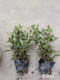 高度25厘米巴西野牡丹