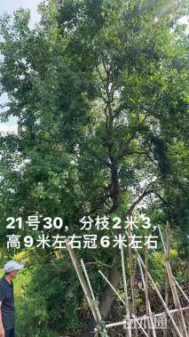 30公分乌桕