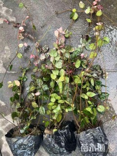 30厘米花叶络石