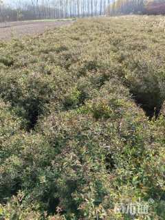 高度70厘米绣线菊