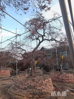 高度280厘米羽毛枫