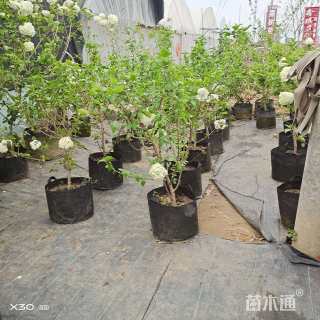 高度1.2厘米木绣球