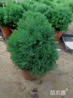 高度10厘米球柏