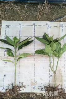 高度35厘米洒金桃叶珊瑚