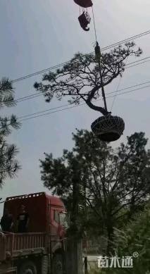 15公分迎客松