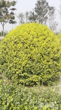 冠幅150厘米金叶女贞球