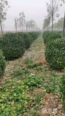 冠幅140厘米大叶黄杨球