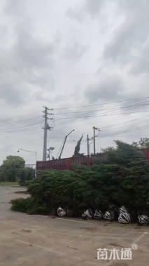 高度250厘米蜀桧