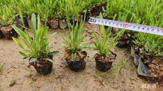 高度15厘米大花金鸡菊