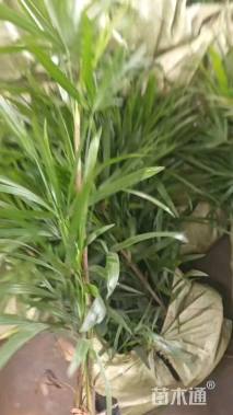 裸干高50厘米棕竹