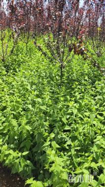 高度60厘米棣棠