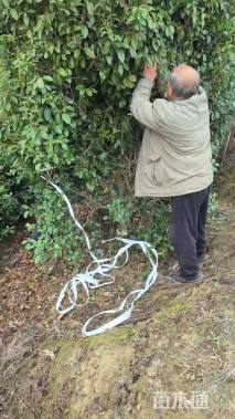 高度30厘米满天星